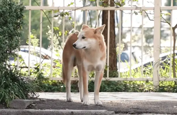 Dogs are abandoned in the park, nice people can play with pet dogs, but they're afraid of the night