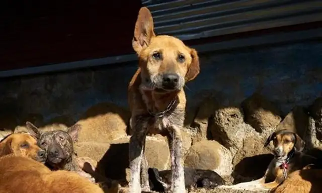 When thousands of stray dogs are taken in, they can fly around the mountains every day
