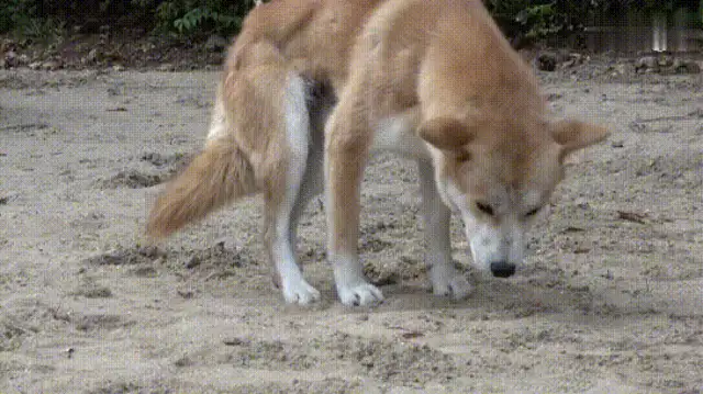Dogs are abandoned in the park, nice people can play with pet dogs, but they're afraid of the night