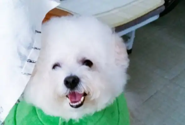 The master gave the dog clothes and took a picture like a ball