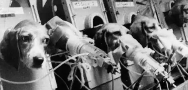 To prove that cigarettes are harmless, scientists experiment with dogs