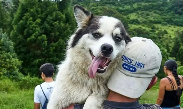 When thousands of stray dogs are taken in, they can fly around the mountains every day