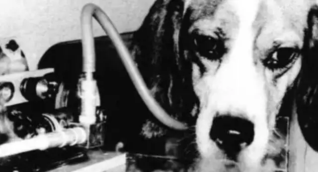 To prove that cigarettes are harmless, scientists experiment with dogs