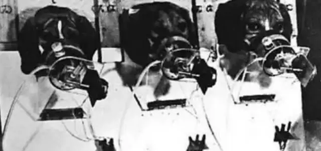 To prove that cigarettes are harmless, scientists experiment with dogs