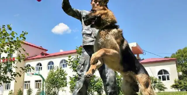 Border dog Black Beaver: From police dog to military dog, I measure the border with four limbs. Line