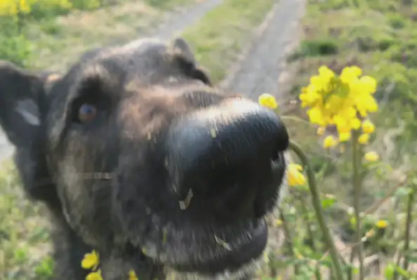 Put the flowers in front of the dog. I can't believe it spreads out and eats them