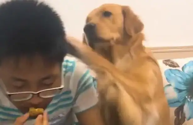 The little master deliberately doesn't eat beef jerky for blond hair. Clap