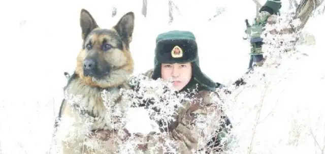 Border dog Black Beaver: From police dog to military dog, I measure the border with four limbs. Line