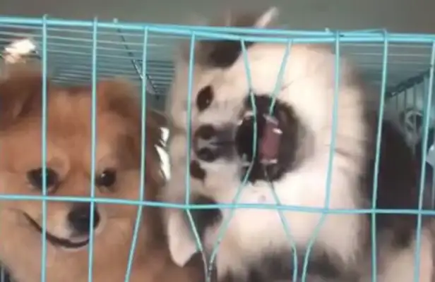 The dog tried to break the cage and almost broke his teeth