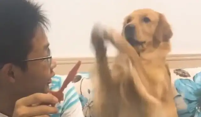 The little master deliberately doesn't eat beef jerky for blond hair. Clap