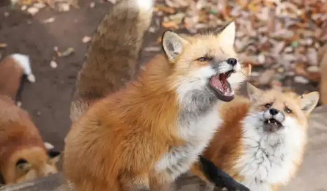 It's a dog, no one believes it. It's amazing because of the fox face