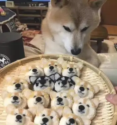 Netizens do the same kind of snacks they do, and they suspect the dogs are born: are they all my sons