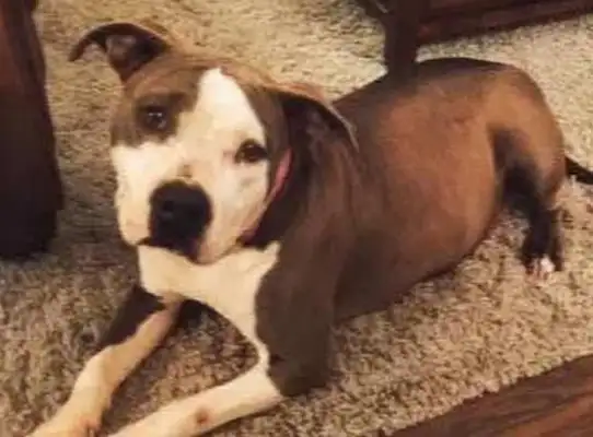 Pregnant stray dogs turn to people for help and the vet takes care of it