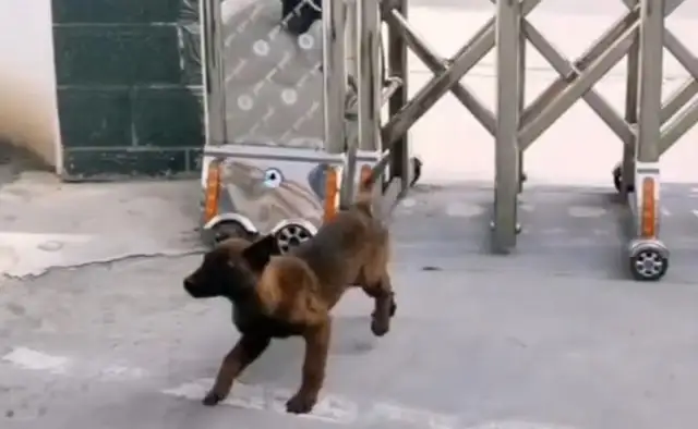 The SWAT team, the SWAT team, the police uncle, wanted to be a police dog