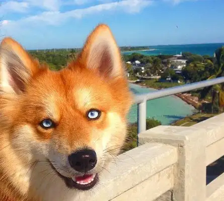 It's a dog, no one believes it. It's amazing because of the fox face