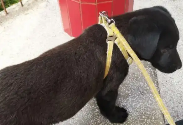 The netizens came home to see a puppy who was so cute and stupid