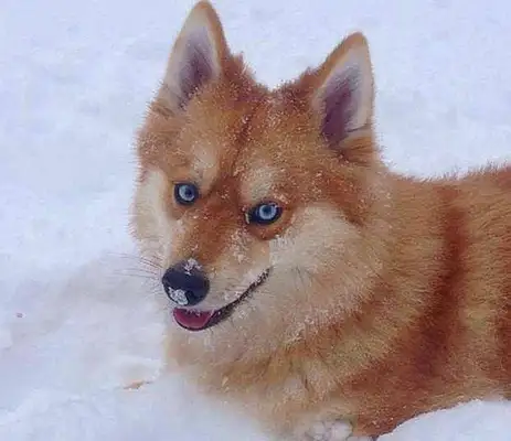 It's a dog, no one believes it. It's amazing because of the fox face