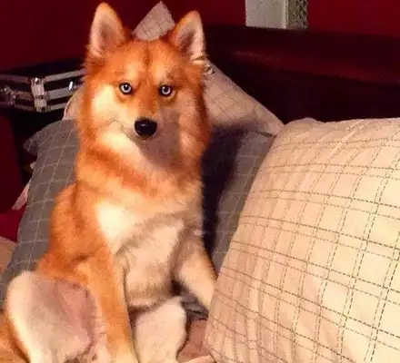 It's a dog, no one believes it. It's amazing because of the fox face