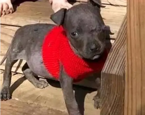 Pregnant stray dogs turn to people for help and the vet takes care of it
