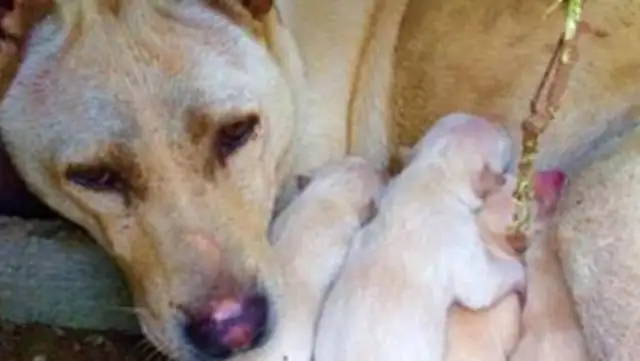 Homeowners kill stray dogs. Mothers risk their lives to protect their wounded babies