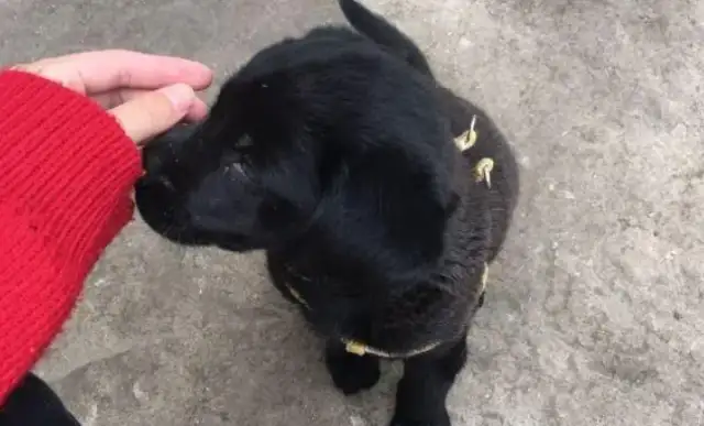 The netizens came home to see a puppy who was so cute and stupid
