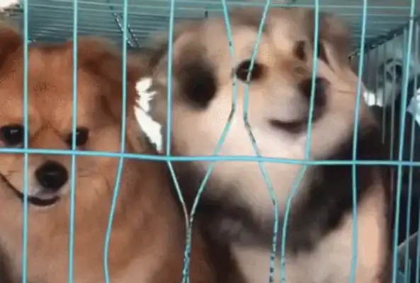 The dog tried to break the cage and almost broke his teeth