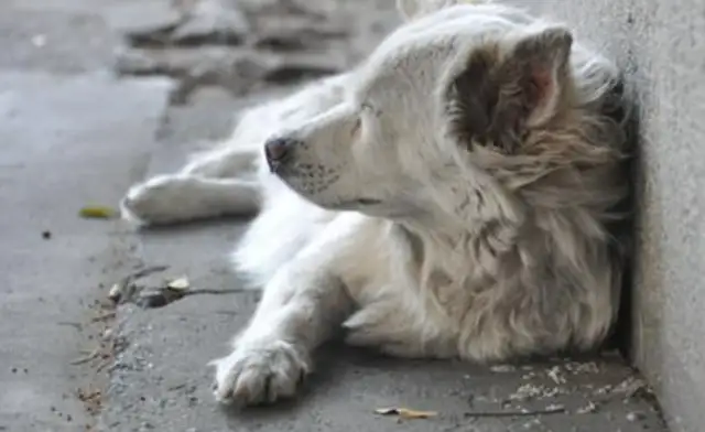Homeowners kill stray dogs. Mothers risk their lives to protect their wounded babies