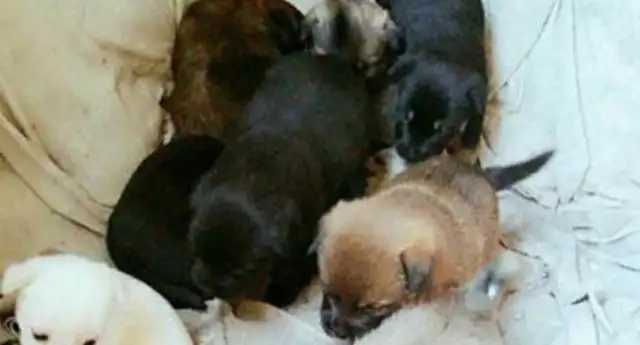 Homeowners kill stray dogs. Mothers risk their lives to protect their wounded babies