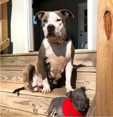 Pregnant stray dogs turn to people for help and the vet takes care of it