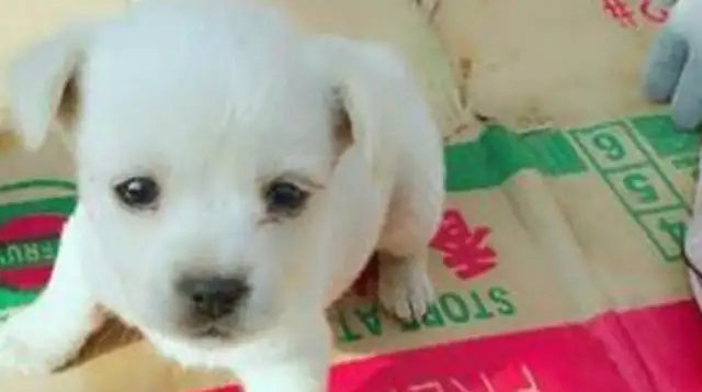 Homeowners kill stray dogs. Mothers risk their lives to protect their wounded babies