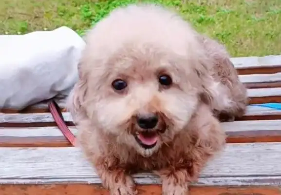 Skinny stray dog, bought with food by good people, brought home and the owner felt the treasure