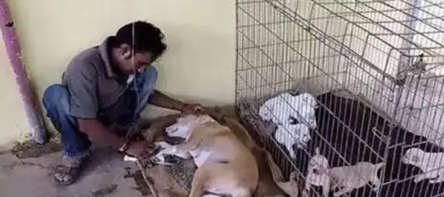 The stray dog was rescued from a blood-stained garbage dump and was sent back