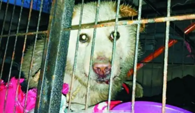 Homeowners kill stray dogs. Mothers risk their lives to protect their wounded babies