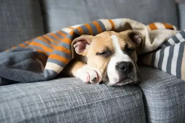 Dog anaemia: causes, symptoms and treatment