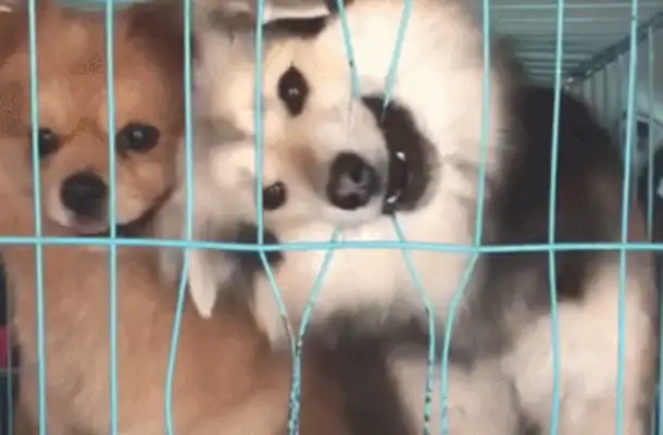 The dog tried to break the cage and almost broke his teeth