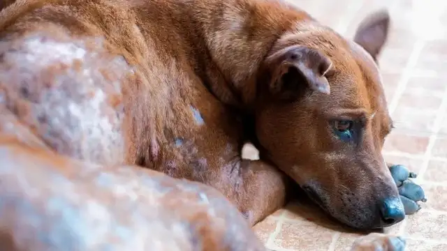 Dogs (carb disease): symptoms, causes and treatments