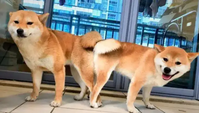 Chai dogs have brought lovers home, and now they have dogs