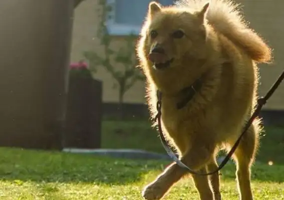 The dog is mistaken for Fox! The fox hunter in the mountains