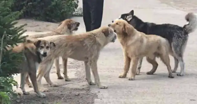 He went back to town to get angry. A bunch of pups came to stop the robbery