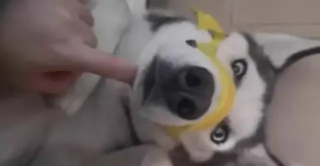 The dog's mouth is going up. The pet doctor recommends the short nose dog