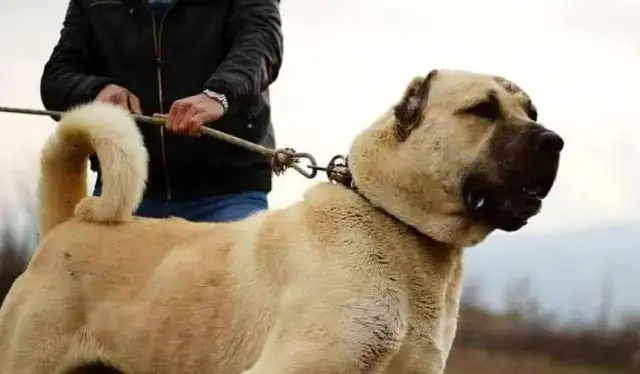 He's a ferocious man, Kangal