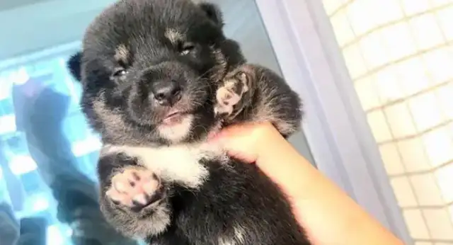 Chai dogs have brought lovers home, and now they have dogs