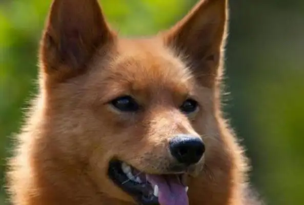The dog is mistaken for Fox! The fox hunter in the mountains