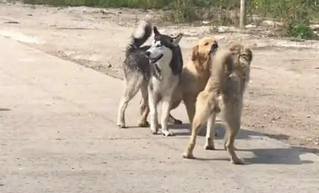 He went back to town to get angry. A bunch of pups came to stop the robbery