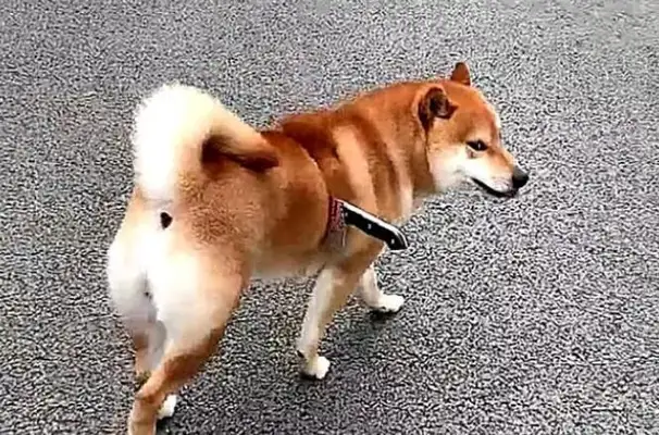 The dog had a knife in his belly and thought he was hurt