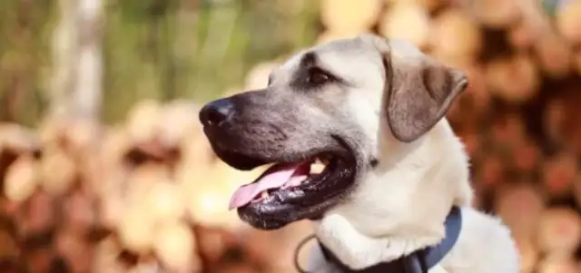 He's a ferocious man, Kangal