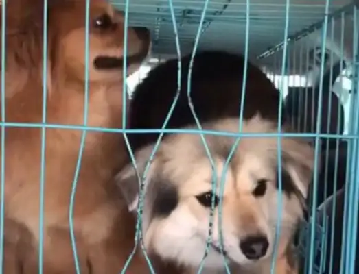 The dog tried to break the cage and almost broke his teeth