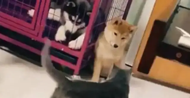 The dog was punched in the wall by the cat, and the two-hundreds were scared: lucky I was in the master's cage..