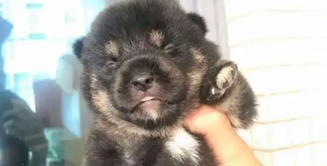 Chai dogs have brought lovers home, and now they have dogs