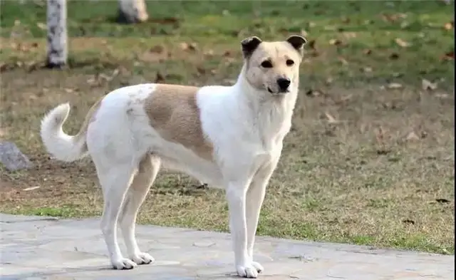 There's a hot boy on the dog's list, and the blond is not number one